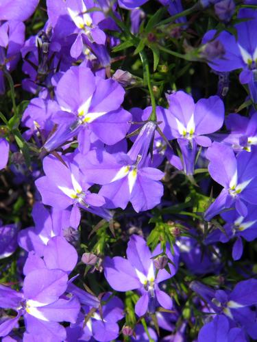 Edging Lobelia (Lobelia erinus)