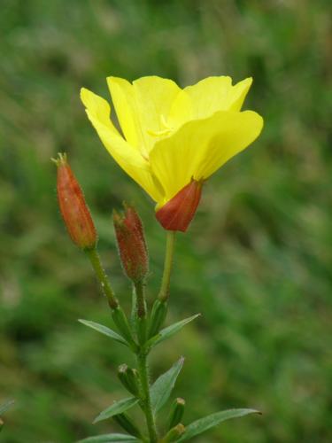 Fireworks Sundrops (Oenothera fruiticosa 'Fyrverkeri')