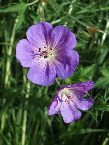 Cranesbill (Geranium x hybrida)