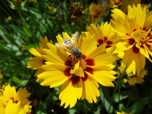 Goldmane Coreopsis