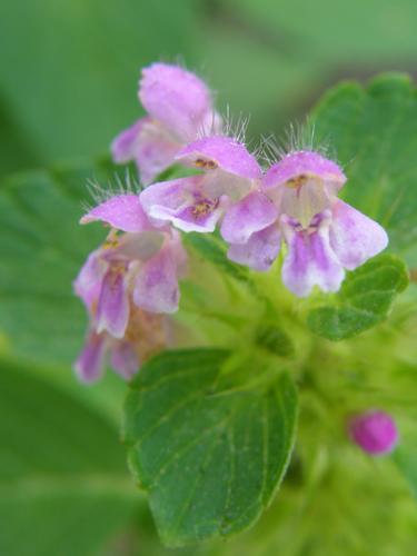 Large Heal-all (Prunella grandiflora)