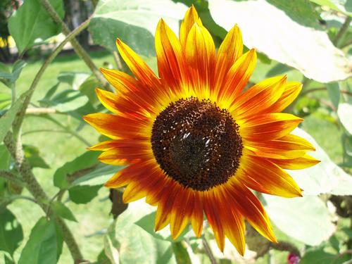 Sunflower