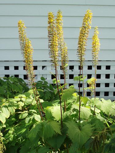 Narrow-spiked Ligularia (Ligularia stenocephala)