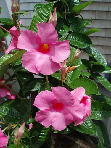 Pink Allamanda (Mandevilla splendens)