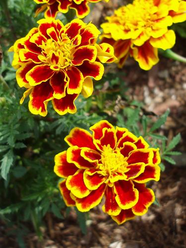 French Marigold