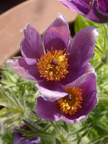 Pasque Flower