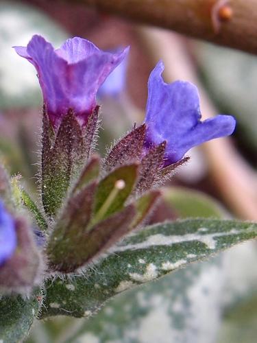 Longleaf Lungwort