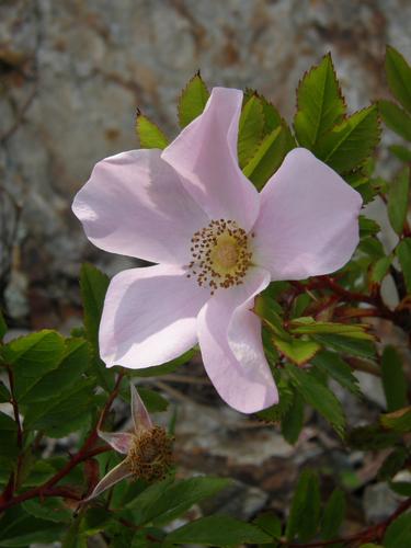 Smooth Rose