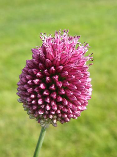 Drumstick Allium (Allium sphaerocephalon)