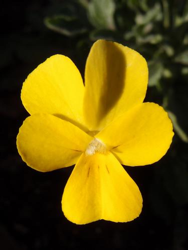 Teeny Yellow Violet