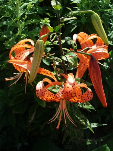 Tiger Lily