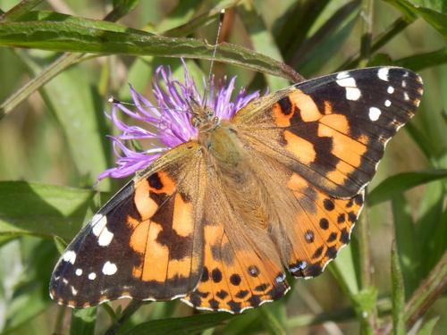 a Painted Lady (Vanessa cardui) sipping Knapweed nectar on Okemo Mountain in Vermont