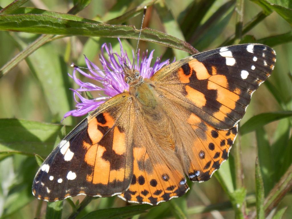 Painted Lady (Vanessa cardui) sipping Knapweed on Okemo Mountain in Vermont