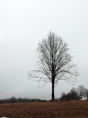 foggy early-spring view at Old Town Hill in Newbury, Massachusetts