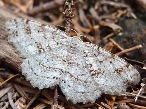 possibly: Faint-spotted Angle (Digrammia ocellinata) moth