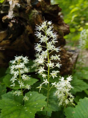 Foam Flower (Tiarella cordifolia)