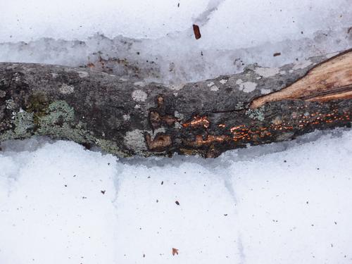 newly fallen tree branch on the trail to Ore Hill in New Hampshire