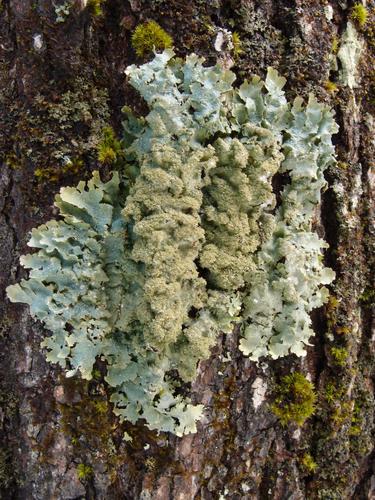 neat tree lichen on the trail to Ore Hill in New Hampshire