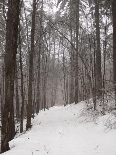 freezing rain in January on the O'Reilly-Fleetham Trail near Concord in southern New Hampshire