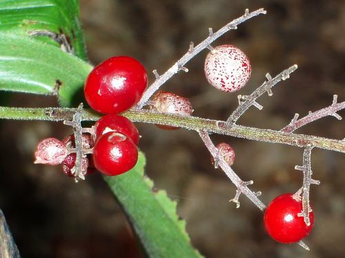 False Solomon's Seal berries