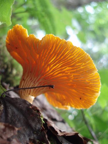 Cinnabar Chanterelle (Cantharellus cinnabarinus)