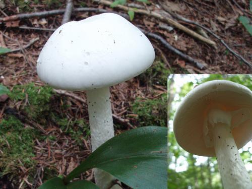 Destroying Angel