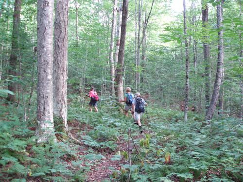 hikers bushwhacking towards Owl's Head in New Hampshire