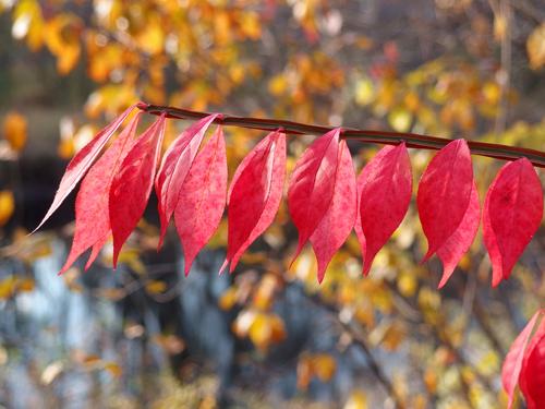 Winged Euonymous (Euonymous alata) in full fall color at Oxbow National Wildlife Refuge in Massachusetts