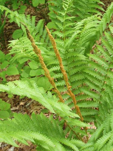 Cinnamon Fern