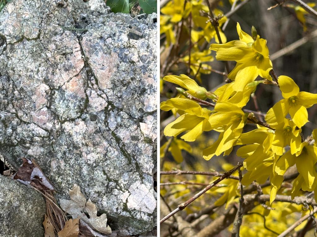 rock and Forsythia in April at Palmer-Bartell Forest in southern NH