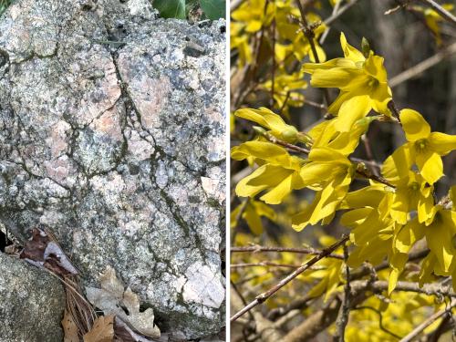 rock and Forsythia in April at Palmer-Bartell Forest in southern NH