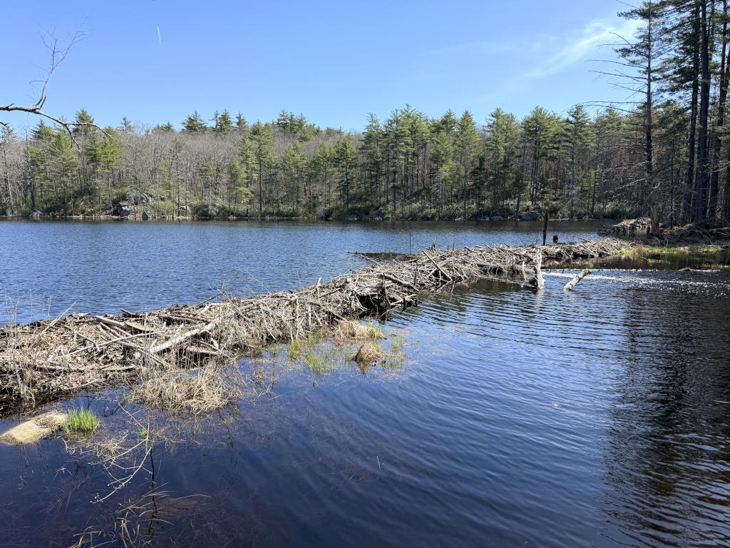 beaver pond and dam in April at Palmer-Bartell Forest in southern NH