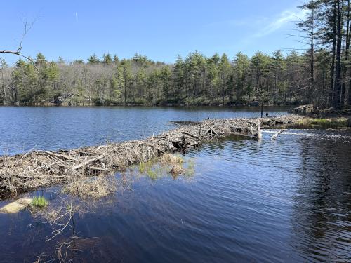 beaver pond and dam in April at Palmer-Bartell Forest in southern NH