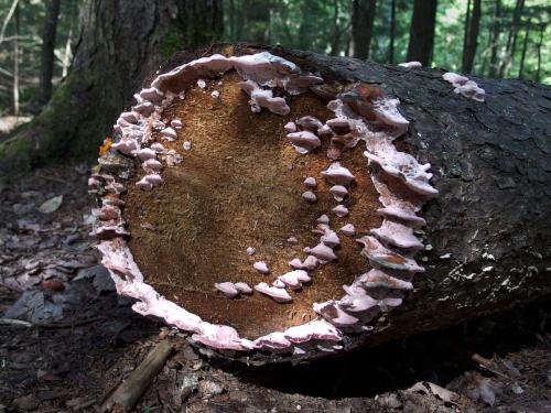 Coral-pink Merulius (Phlebia incarnata) in September at Paradise Point Wildlife Sanctuary in New Hampshire