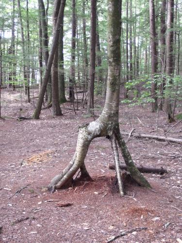 Yellow Birch giraffe tree at Paradise Point Wildlife Sanctuary in New Hampshire