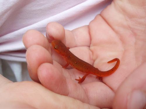 Red Eft