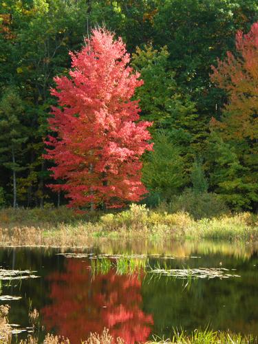 red fall foliage