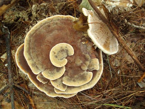 Dye Maker's Polypore (Phaeolus schweinitzii)