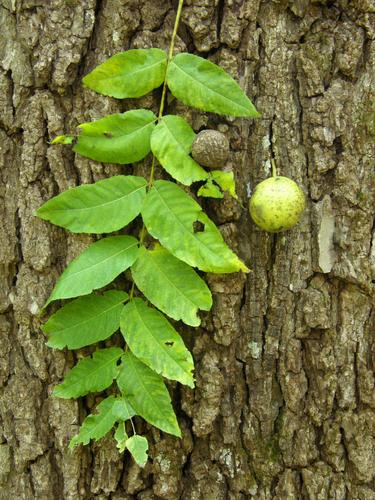 Black Walnut (Juglans nigra)