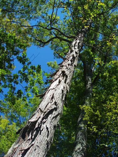 Shagbark Hickory