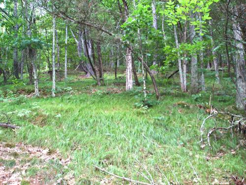 bushwhack terrain on Pawtuckaway Middle Mountain in New Hampshire