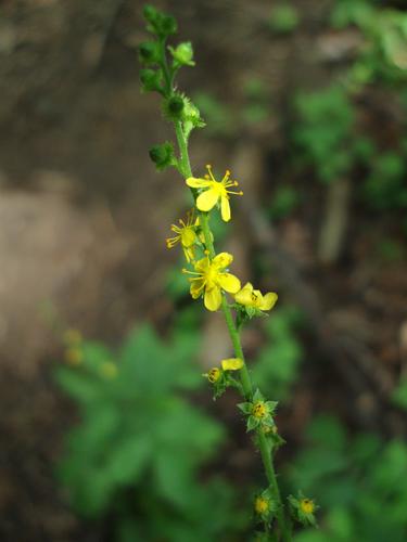 Downy Agrimony