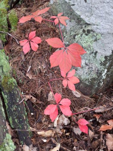 fall color on the trail to Pawtuckaway North Mountain in New Hampshire