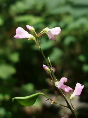 Cluster-leaved Tick-trefoil (Desmodium glutinosum)