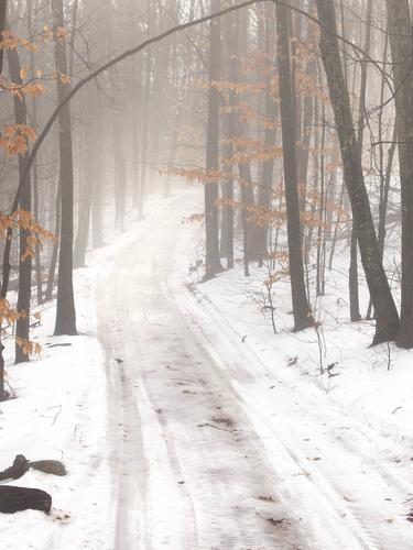 hiker bushwhacking up to Pawtuckaway North Mountain in New Hampshire