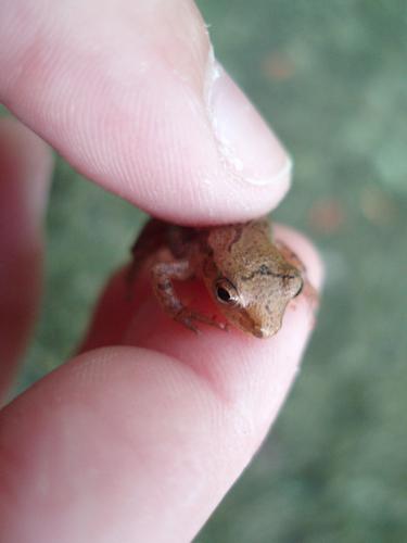 hiker-with-frog on Pawtuckaway North Mountain in New Hampshire