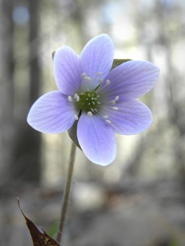 Round-lobed Hepatica (Hepatica americana)