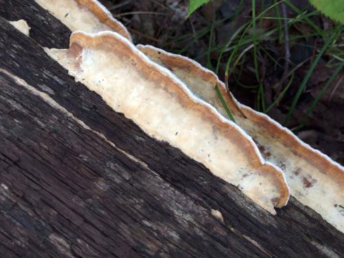 mushroom in October on Pawtuckaway North Mountain in New Hampshire