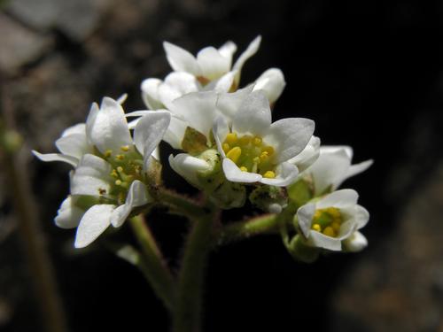 Early Saxifrage (Saxifraga virginiensis)