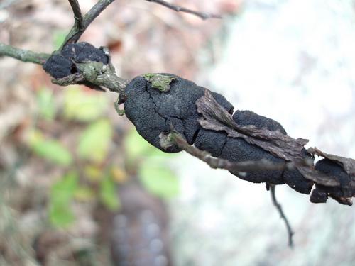 probably: Birch Woodwart (Hypoxylon Multiforme)